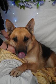 Rescue German Shepherd Dog Dogs for Adoption in Fennville, Michigan - Diego | PetCurious