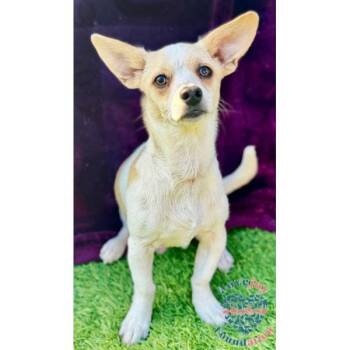 Tully -  Terrier Dog for Adoption in Inglewood, California - Tully | PetCurious