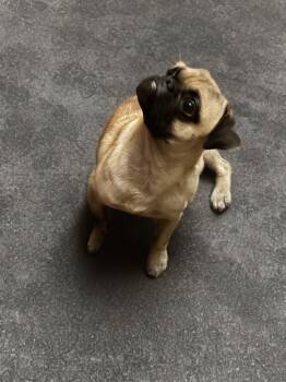 Rescue Pug Dogs for Adoption in San Antonio, Texas - Spencer | PetCurious