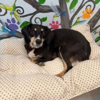 Australian Shepherd and Mixed Breed Dogs Available for Adoption in Hattiesburg, Mississippi - Sweetie | PetCurious