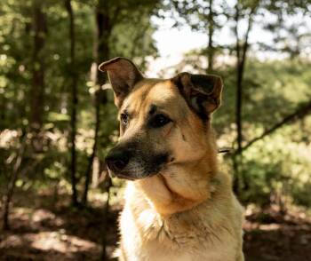 Chipmunk -  Mixed Breed Dog Available for Adoption in Durham, North Carolina - Chipmunk | PetCurious