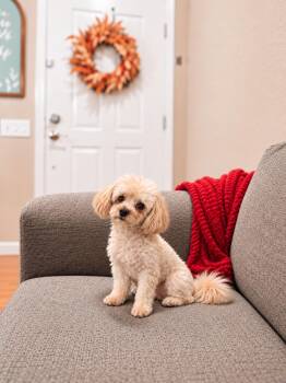 Chrissy -  Miniature Poodle Dog for Adoption in Goodyear, Arizona - Chrissy | PetCurious