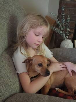 Chihuahua Dogs Available for Adoption - Star | PetCurious