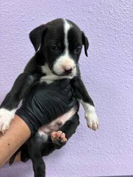 Mixed Breed Dogs Available for Adoption - Pup2 | PetCurious