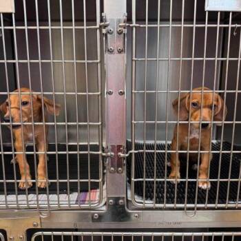 Cosmos -  Beagle and Mixed Breed Dog for Adoption in Kent, Washington - Cosmos | PetCurious