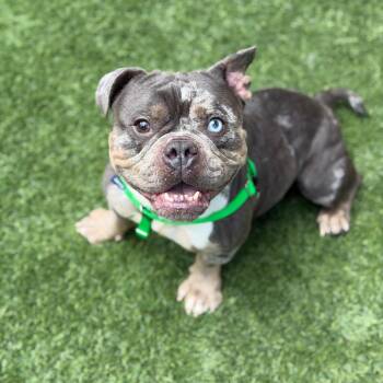 Lola -  English Bulldog and Mixed Breed Dog for Adoption in Naperville, Illinois - Lola | PetCurious
