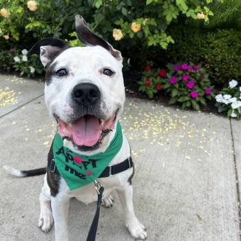 Dally -  Mixed Breed Dog for Adoption in Pittsburgh, Pennsylvania - Dally | PetCurious