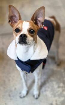 Jack Russell Terrier Dogs Available for Adoption - Barry | PetCurious