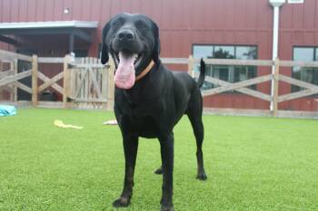 Hey Dude -  Black Labrador Retriever Dog Available for Adoption in Chestertown, Maryland - Hey Dude | PetCurious