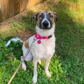 Skarlet -  Mixed Breed Dog for Adoption in Fredericksburg, Virginia - Skarlet | PetCurious