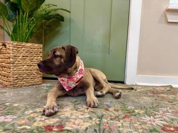 Adele Belle Pretty as a Princess -  Black Mouth Cur and Pit Bull Terrier Dog for Adoption in Friendswood, Texas - Adele Belle Pretty As A Princess | PetCurious