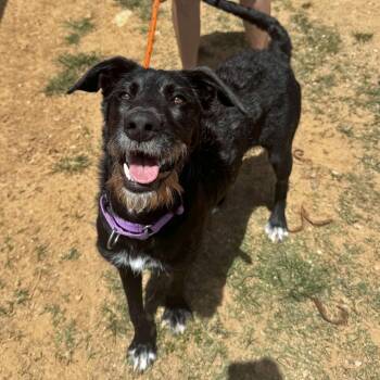 Radar -  Terrier and Shepherd Dog Available for Adoption in Vieques, Vieques - Radar | PetCurious