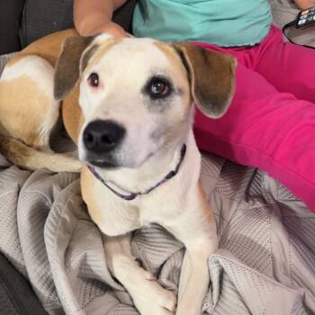 Rescue Hound and Shepherd Dogs for Adoption in Millcreek, Utah - Astra | PetCurious