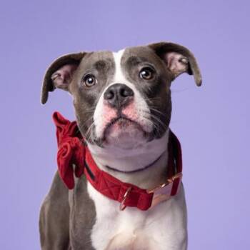 Nipsy -  Pit Bull Terrier and Mixed Breed Dog for Adoption in Atlanta, Georgia - Nipsy | PetCurious