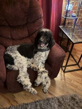Bruno -  Poodle Dog for Adoption in Denver, Colorado - Bruno | PetCurious