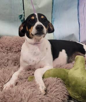 Rescue Rat Terrier Dogs for Adoption in Newmarket, Ontario - Kato | PetCurious