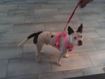 Pit Bull Terrier Dogs Available for Adoption in Charlotte, North Carolina - TIPPY | PetCurious