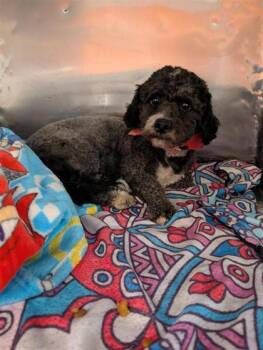 61593347 -  Miniature Poodle and Mixed Breed Dog for Adoption in El Paso, Texas - 61593347 | PetCurious