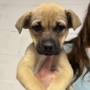 Goldenberry -  Pug and Chihuahua Dog for Adoption in South Saint Paul, Minnesota - Goldenberry | PetCurious