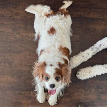 Cavalier King Charles Spaniel Dogs Available for Adoption in Campton Hills, Illinois - Naomi | PetCurious
