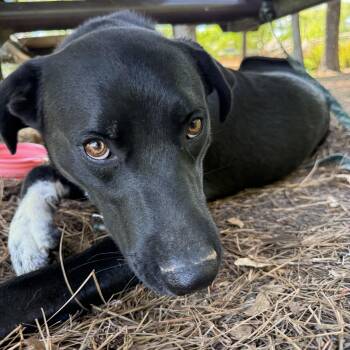 Black Labrador Retriever and Shepherd Dogs Available for Adoption in Fosters, Alabama - SKIPPY McSNIFF | PetCurious