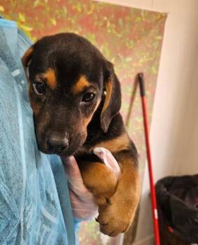 Shepherd and Mixed Breed Dogs Available for Adoption in San Antonio, Texas - Cait | PetCurious