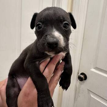 Pit Bull Terrier and Dachshund Dogs Available for Adoption in Agua Dulce, California - Starfish | PetCurious