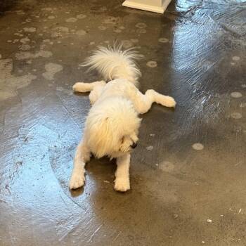 Toby -  Coton De Tulear Dog for Adoption in Baton Rouge, Louisiana - Toby | PetCurious
