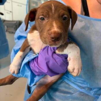 Corona -  Mixed Breed Dog for Adoption in Huntington, West Virginia - Corona | PetCurious