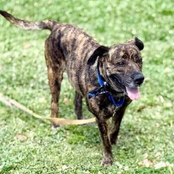 Coffee Sweets the Sweetest Gentle Lovebug -  Labrador Retriever and Catahoula Leopard Dog Dog for Adoption in Friendswood, Texas - Coffee Sweets The Sweetest Gentle Lovebug | PetCurious