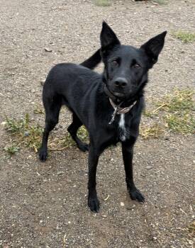 Abby -  German Shepherd Dog and Border Collie Dog for Adoption in Challis, Idaho - Abby | PetCurious