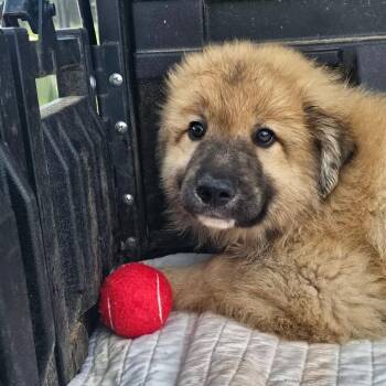 Anatolian Shepherd and Australian Shepherd Dogs Available for Adoption in Wadena, Minnesota - Macaron | PetCurious