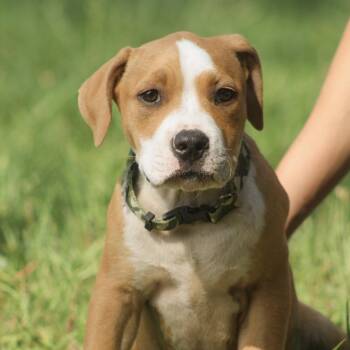 Boogie Board -  Labrador Retriever Dog for Adoption in Columbia, South Carolina - Boogie Board | PetCurious