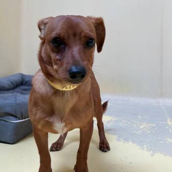 IVHS-Stray-139236 -  Chihuahua and Dachshund Dog for Adoption in San Gabriel, California - IVHS-Stray-139236 | PetCurious