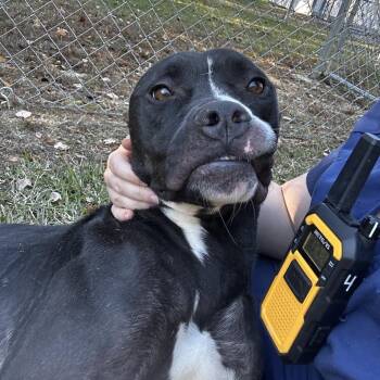 Mixed Breed Dogs Available for Adoption - ELM 11 (Jade)(SPONSORED ADOPTION) | PetCurious