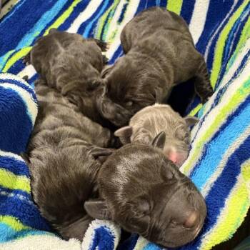 Terrier Dogs Available for Adoption in St. Louis, Missouri - Level Up | PetCurious