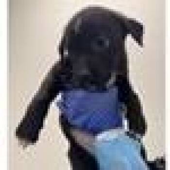 Athens -  Labrador Retriever and Mixed Breed Dog for Adoption in Tampa, Florida - Athens | PetCurious