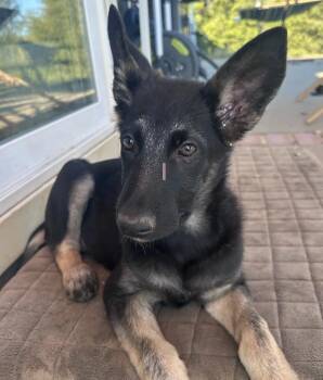 German Shepherd Dog Dogs Available for Adoption in Davis, California - Wilson | PetCurious