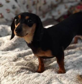 Dachshund Dogs Available for Adoption - FIGGE | PetCurious