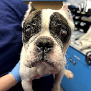 French Bulldog and Mixed Breed Dogs Available for Adoption - Betty | PetCurious