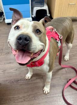 Luna Mae -  American Staffordshire Terrier Dog for Adoption in Gillette, Wyoming - Luna Mae | PetCurious