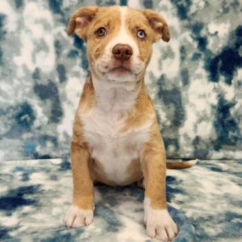 Butter -  Pit Bull Terrier and Husky Dog for Adoption in Benld, Illinois - Butter | PetCurious