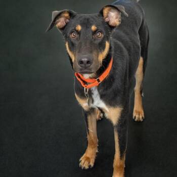 BEETLE -  German Shepherd Dog and Mixed Breed Dog for Adoption in St. Louis, Missouri - BEETLE | PetCurious
