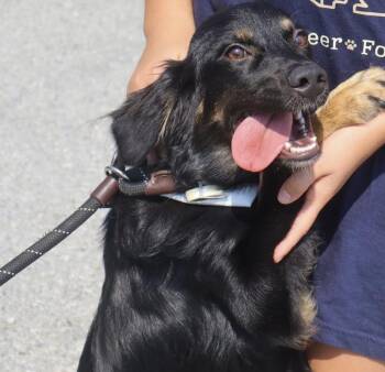 Prada -  Australian Shepherd Dog for Adoption in Hollister, Missouri - Prada | PetCurious