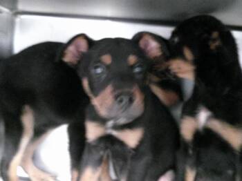Rottweiler and Mixed Breed Dogs Available for Adoption - A470651 | PetCurious