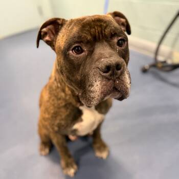 Rescue Pit Bull Terrier Dogs for Adoption in Greensboro, North Carolina - King | PetCurious