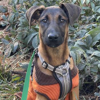Hallah -  Doberman Pinscher and Hound Dog for Adoption in Richmond, Virginia - Hallah | PetCurious