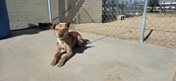 Rescue Whippet and Boxer Dogs for Adoption in California City, California - Brady | PetCurious