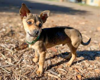Terrier Dogs Available for Adoption in Corona, California - Pistachio | PetCurious