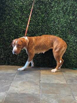 61150180 -  Mixed Breed Dog for Adoption in El Paso, Texas - 61150180 | PetCurious